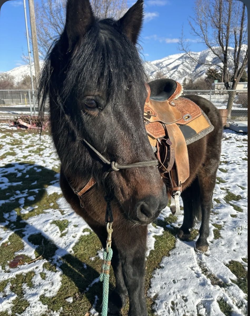 ISO Barrel Horse