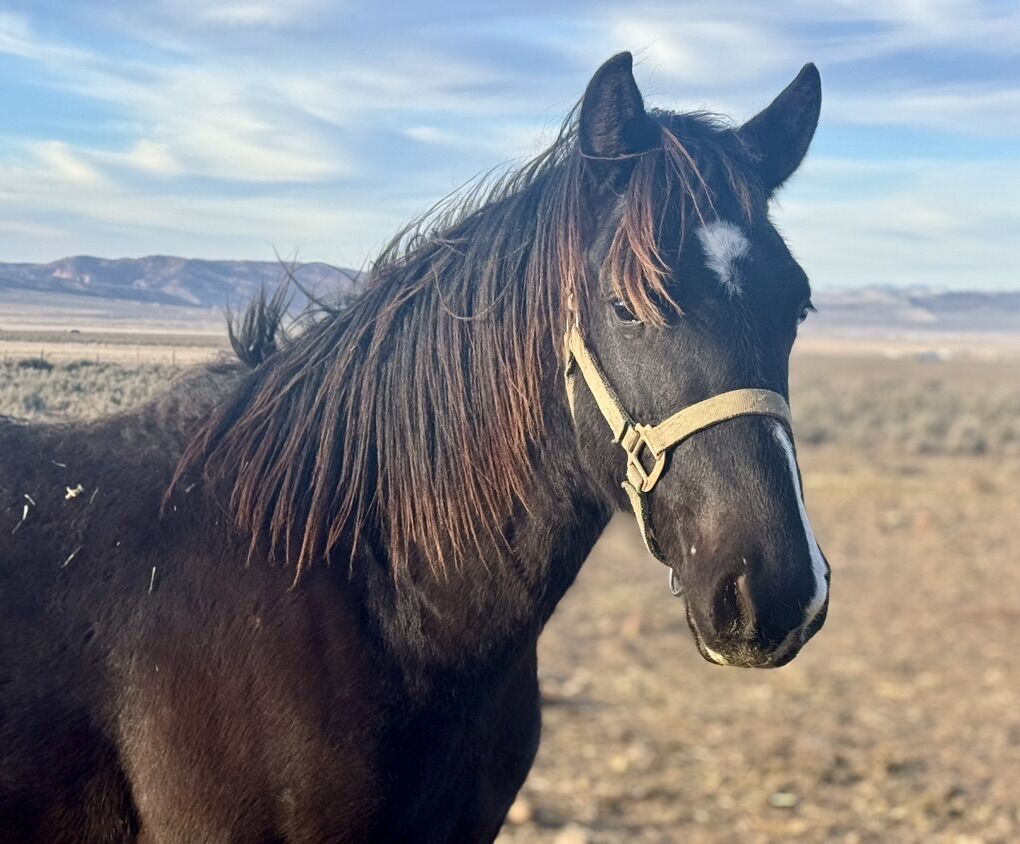 Gaited Rocky/Kentucky Mountain Horse Colt