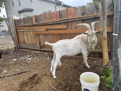 Great Goat for your Girls
