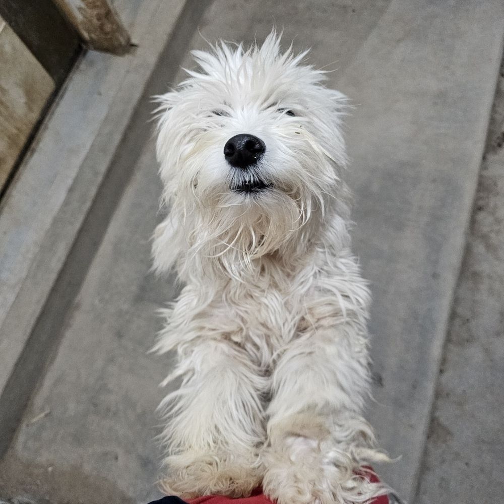 Terrier Mix (Gloria)