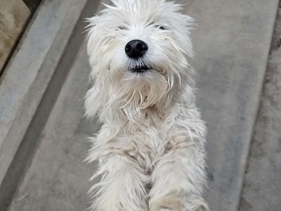 Terrier Mix (Gloria)
