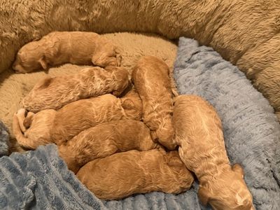 Goldendoodles