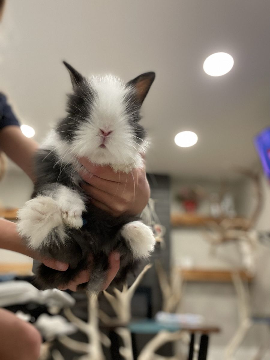 Baby bunny’s