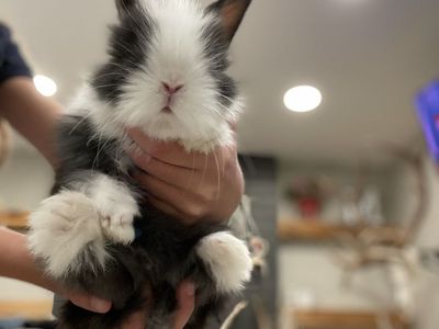 Baby bunny’s