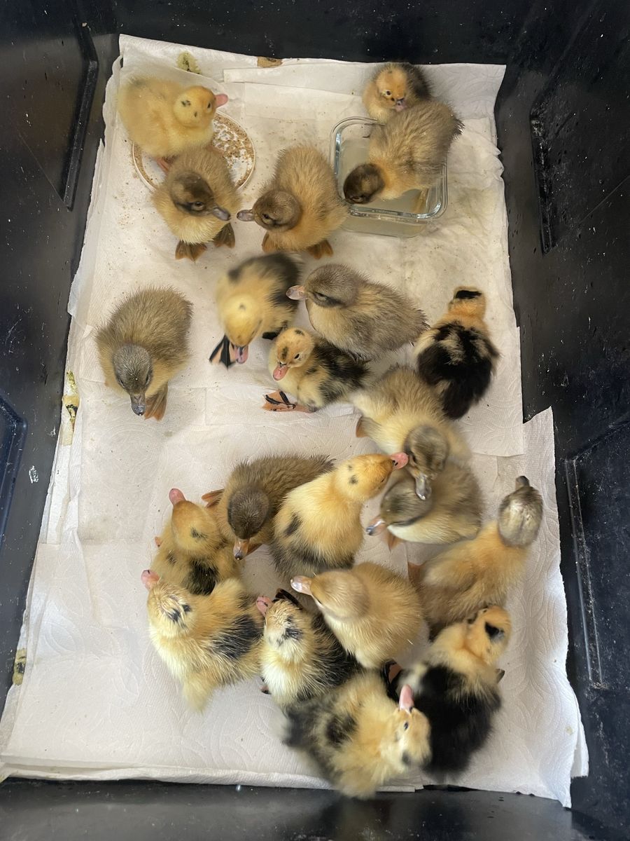 Ancona Ducklings and Welsh Harlequin Ducklings