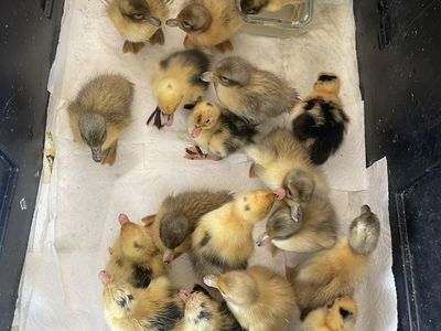 Ancona Ducklings and Welsh Harlequin Ducklings