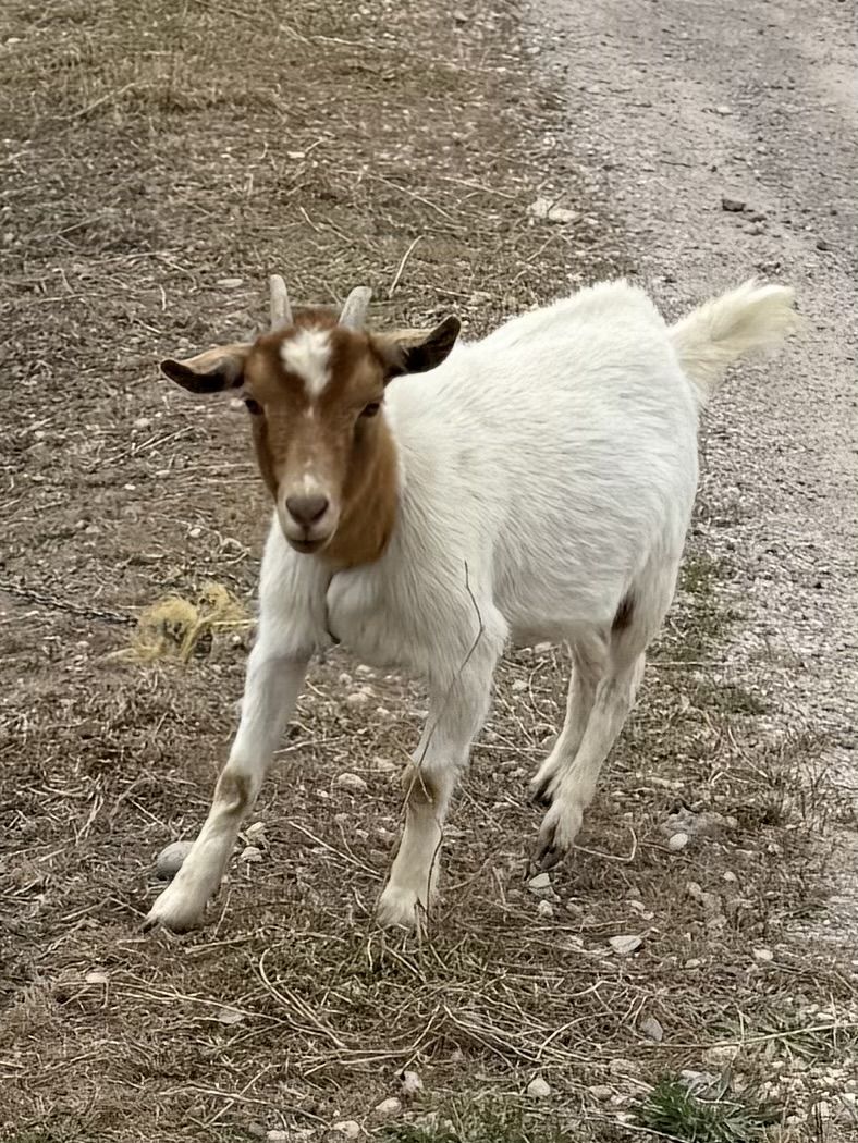 2 year old doe Nigerian dwarf mix