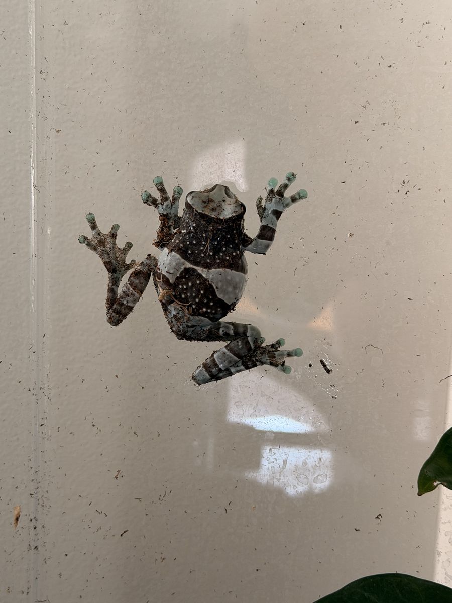 Adult Amazon Milk Frog With Cage