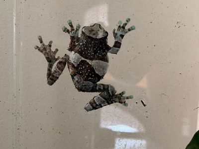 Adult Amazon Milk Frog With Cage