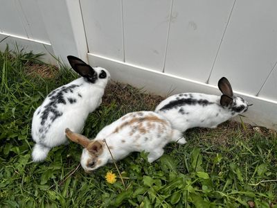 Adorable Young Pet Rabbits - Various Colors, Ready for Loving Homes