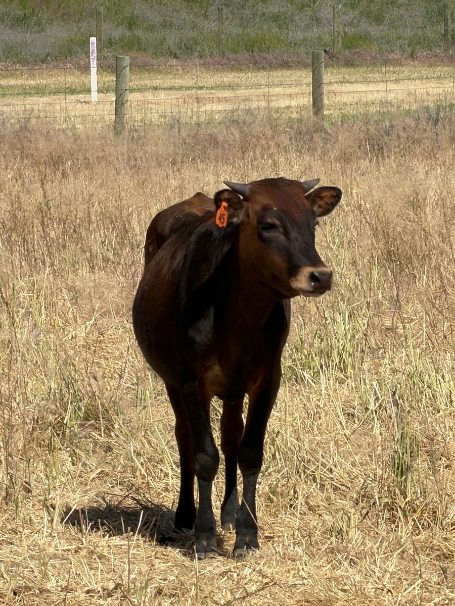 Corriente Team roping  and breakaway cattle heifers.