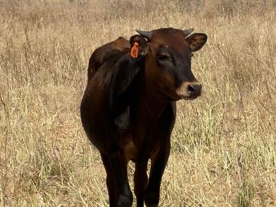 Corriente Team roping and breakaway cattle heifers.