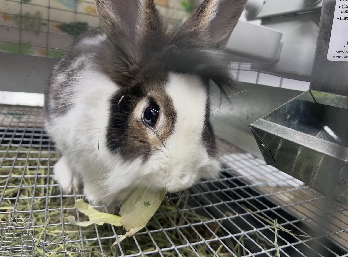Friendly 2.5-Year-Old Female Bunny with Full Starter Setup (Cage, Feeders, Supplies)