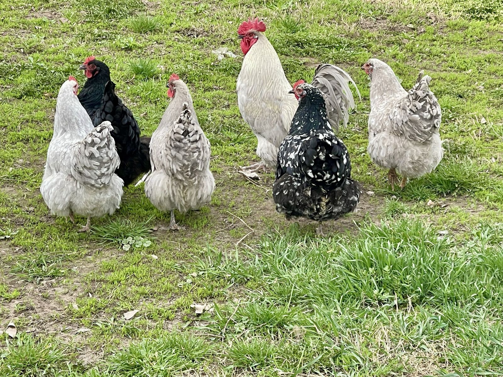 Orpington Hens