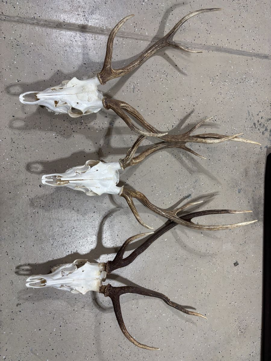 3 Axis Deer Euro Mounts