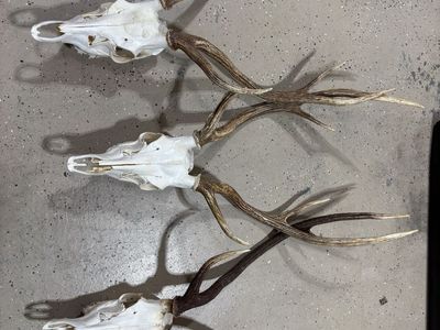 3 Axis Deer Euro Mounts