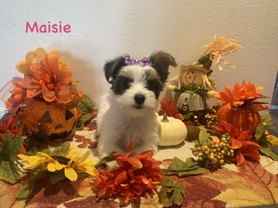 8 Week Old Morkie Puppies