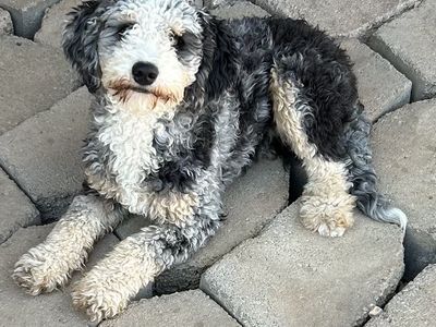 Male Mini Australian Bernese Mountain Bernadoodle