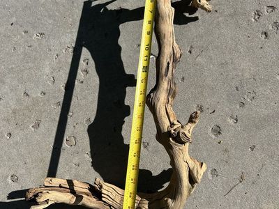 Reptile wood