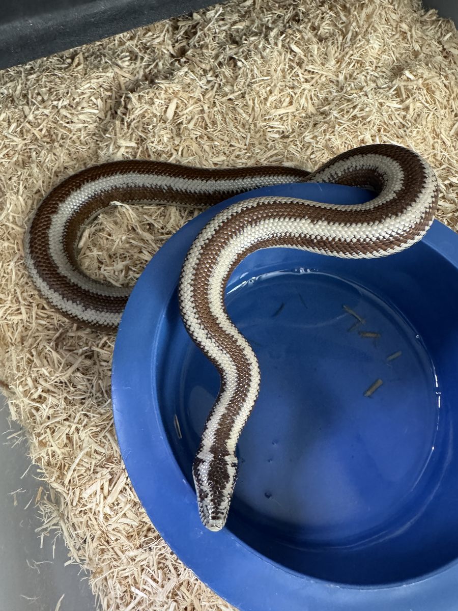 Rosy boa pair, sub adult Hualapai AZ locality.