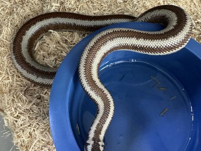 Rosy boa pair, sub adult Hualapai AZ locality.
