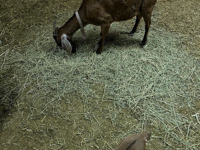 Pure Nubian Milking Doe