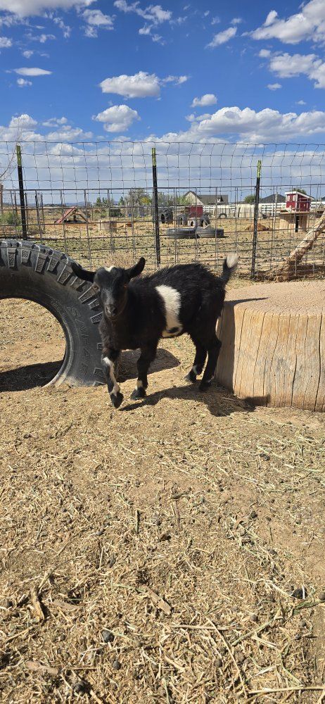 ADGA Nigerian dwarf buckling