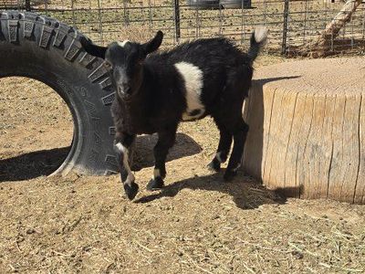 ADGA Nigerian dwarf buckling
