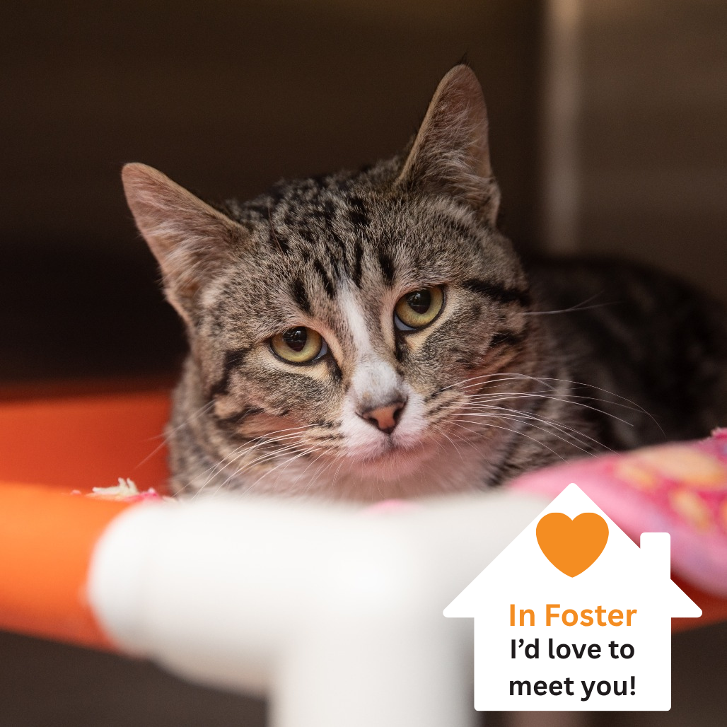 Hello my name is Salazar