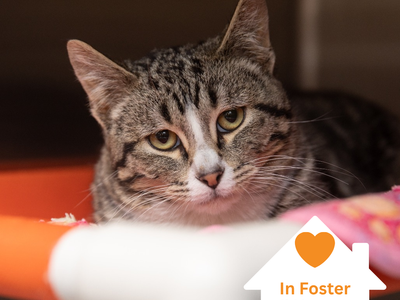 Hello my name is Salazar