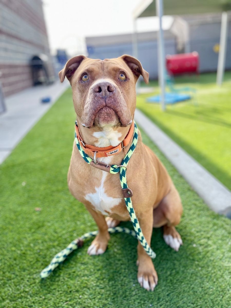 A159335 Maybull is Available for Adoption!