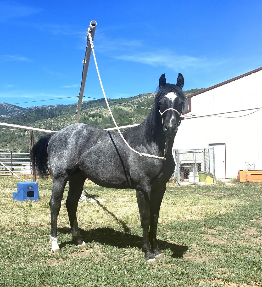 2025 Fancy Blue Roan Filly