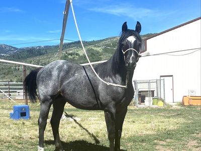 2025 Fancy Blue Roan Filly