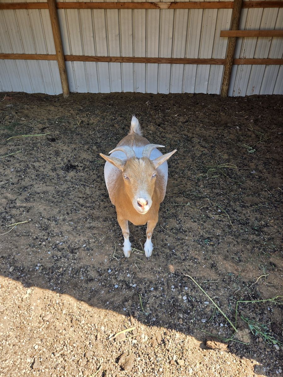 Goat female