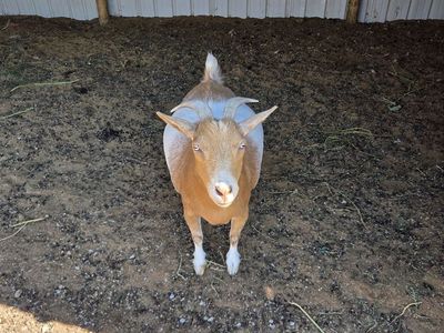 Goat female