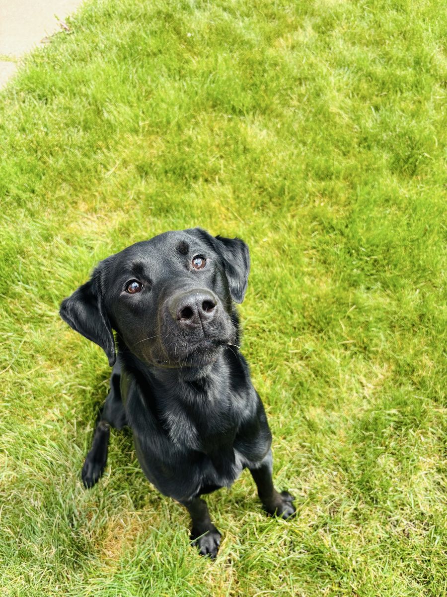 1.5 Year Old Male Black Lab