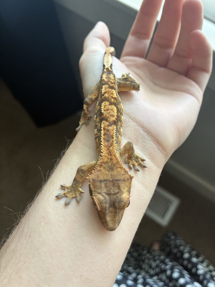 Beautiful Harlequin Partial Pinstripe Juvenile Crested Gecko