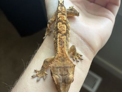 Beautiful Harlequin Partial Pinstripe Juvenile Crested Gecko