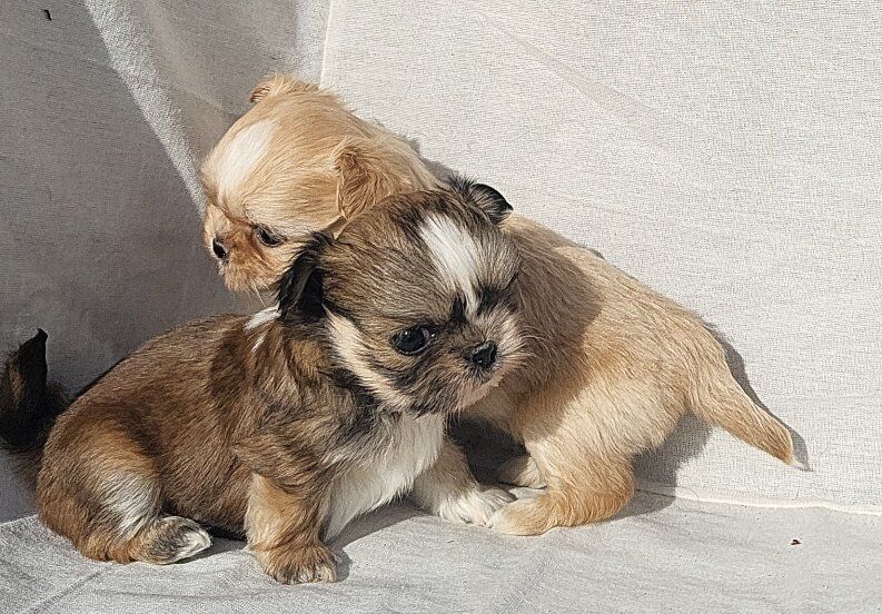 AKC IMPERIAL SHIH-TZU PUPPIES / STUD SERVICE
