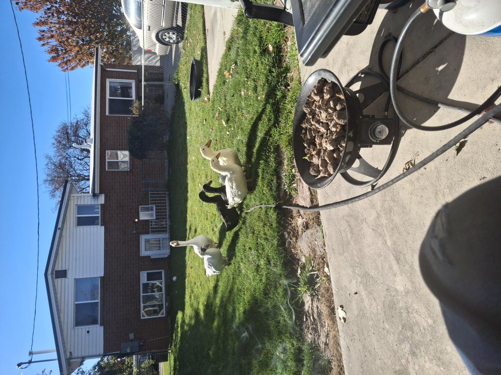 free ducks and geese