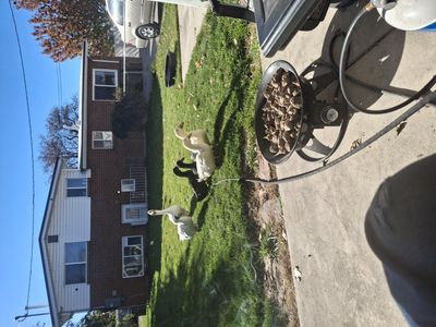 free ducks and geese