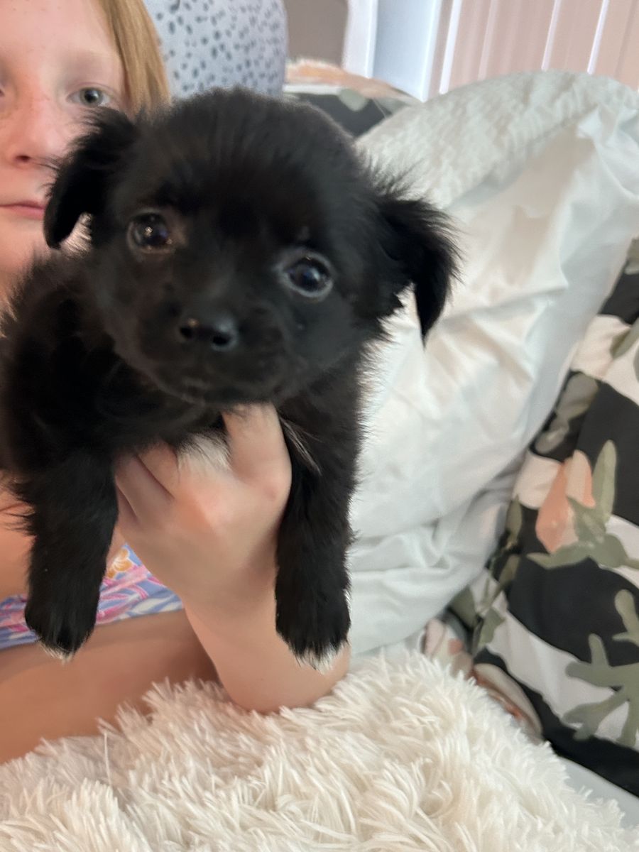 Darling Long Haired Chihuahua Mix