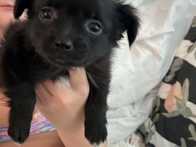 Darling Long Haired Chihuahua Mix