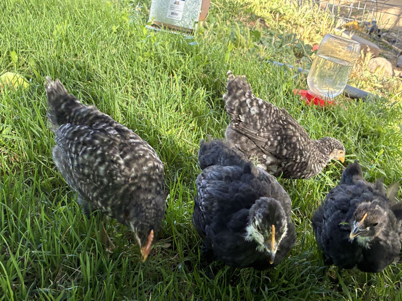 Baby chicks