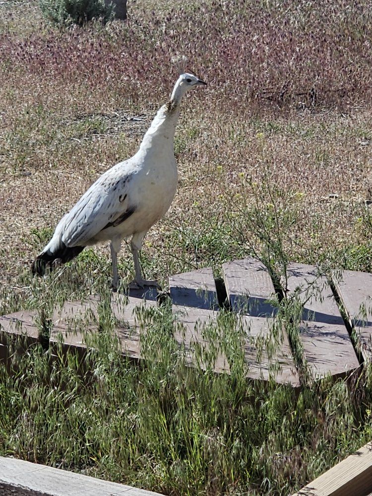 Black Shoulder Peahen