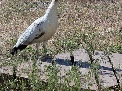 Black Shoulder Peahen