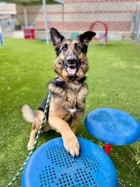 A156151 Josie is Available for Adoption!