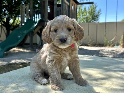 Mini F1 Goldendoodle puppies ready now