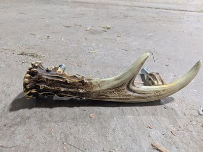 6 Antler Cabinet or Draw Handles