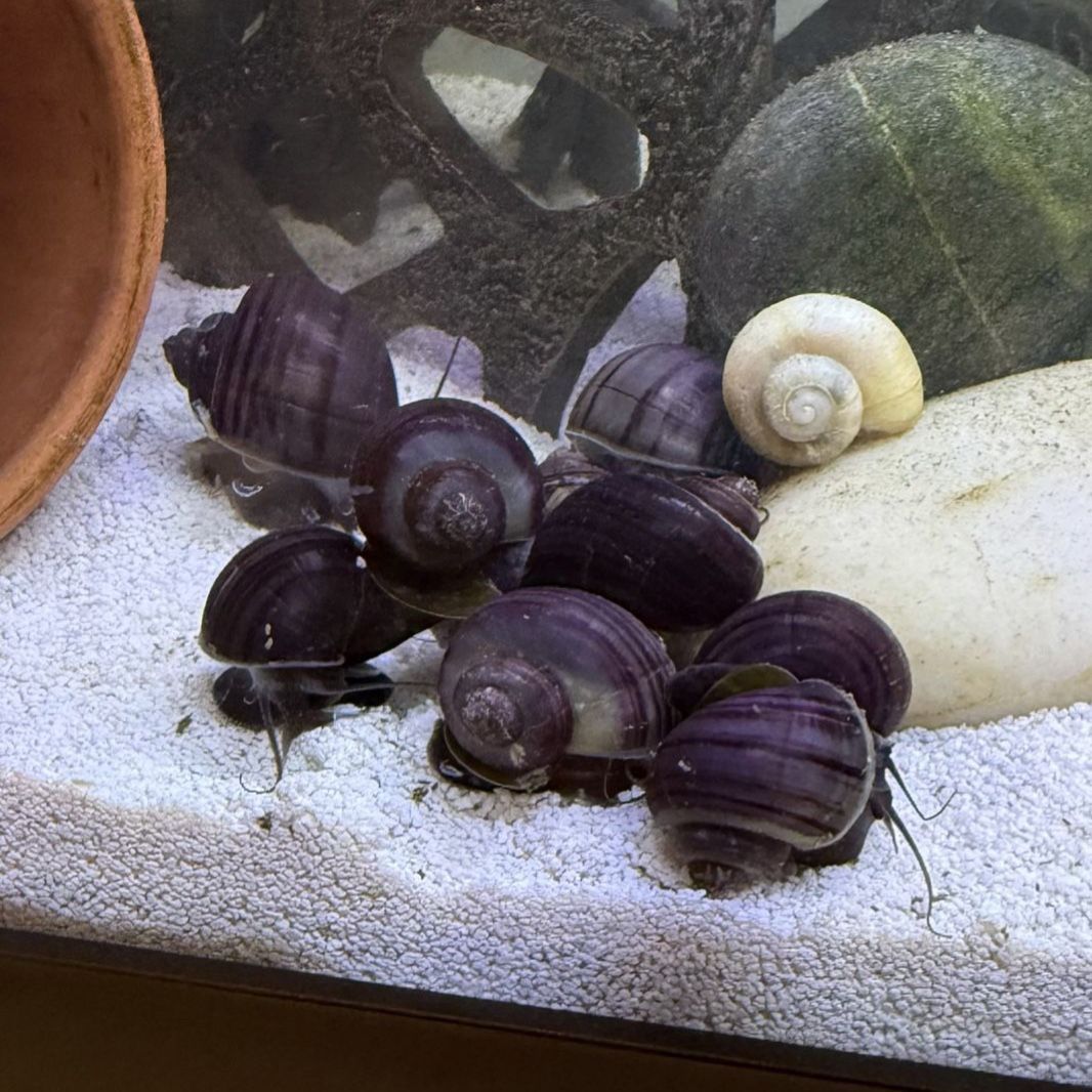 Purple Mystery Snails